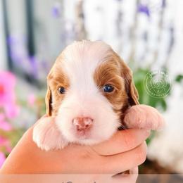 Destiny - Parti female Goldendoodle puppy in Mahomet, Illinois from Jordan Family Doodles