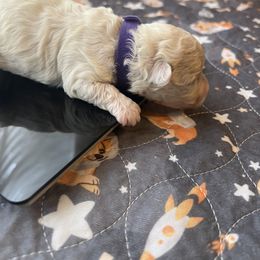 Girl 1 - female Maltipoo puppy in Peekskill, New York from Dorothy Bunch's Maltipoos