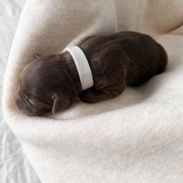 Jasmine - Red tri female Miniature Australian Shepherd puppy in Pollok, Texas from Pineywoods Pups