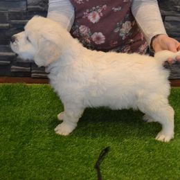 Golden Retriever Puppies from Starbrite Golden Retrievers