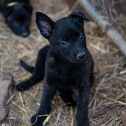 Dutch Shepherd Puppies from Faberge Hollandse Herdershond