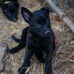 Dutch Shepherd Puppies from Faberge Hollandse Herdershond