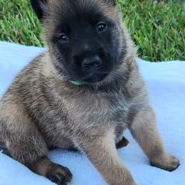 Belgian Malinois and Poodles from Bellmont Belgian Malinois