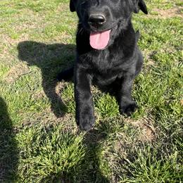 Labrador Retriever Puppies from J and D Retrievers