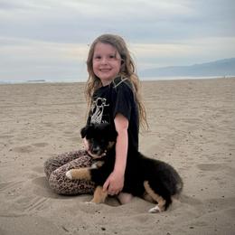 Coal - Black tri male Miniature Australian Shepherd puppy in North Lakeport, California from Wild Rose Ranch