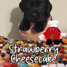 Strawberry Cheesecake - Black female Labrador Retriever puppy in Water Valley, Mississippi from Three Lakes Labs & WHDs