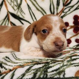 Silkywirehaired Pink - Piebald female Dachshund puppy in Torrance, California from Lucky Dachshunds