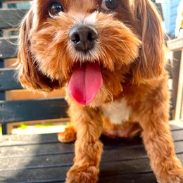 Presley - Cavapoo