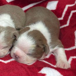 Winton - Lilac male Boston Terrier puppy in Millers Creek, North Carolina from Tumbling Shoals Hilltop Bostons