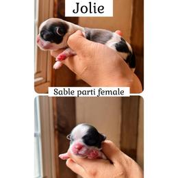 Jolie - Brown and white female Shichon puppy in Pennsylvania from Manor Hills Shih Tzus