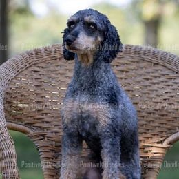 Holly - Poodle
