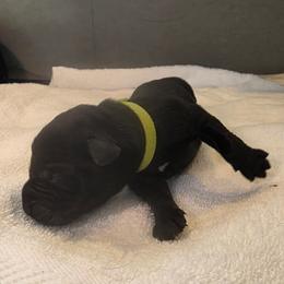 Male 7 blk - Black male Labrador Retriever puppy in Lenore, Idaho from Sunny Skies Retrievers