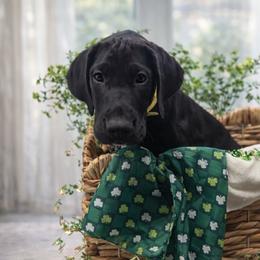 Echo - Black and white female Great Dane puppy in Brooksville, Florida from Follow My Lead Great Danes