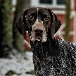 Cora - German Shorthaired Pointer