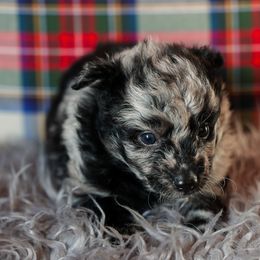 Klymit - Black merle male Mudi puppy in Gatlinburg, Tennessee from Greenbrier