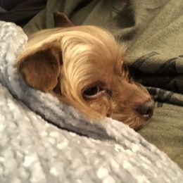 Yorkshire Terrier Puppies from MCM Acres