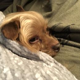 Yorkshire Terrier Puppies from MCM Acres