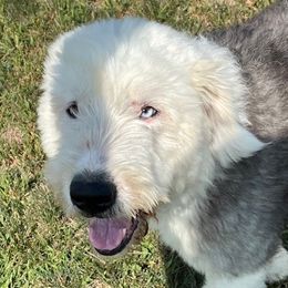 Romeo - Old English Sheepdog