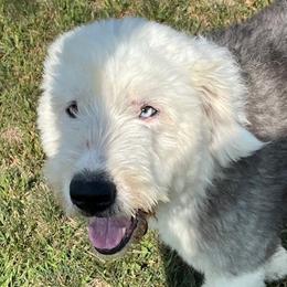 Romeo - Old English Sheepdog
