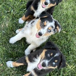 Australian Shepherds from CV Aussies