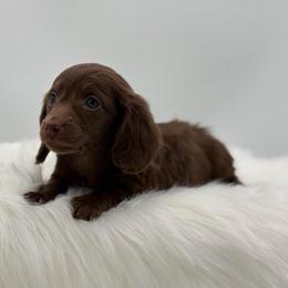 Matilda - Chocolate female Dachshund puppy in Litchfield, Illinois from Charmm Dachshunds
