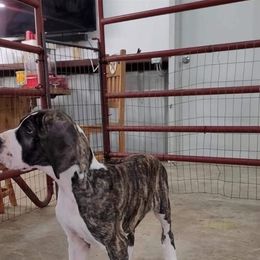 Great Dane Puppies from KD Sweet Southern Danes