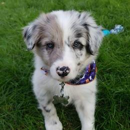 Border Collies from C & M Border Collies