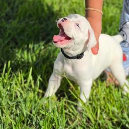 Boy 1 - White male Boxer puppy in Howey In The Hills, Florida from Bayla Belle & Blossom's Boxers