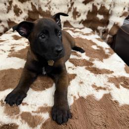 Boy 5 - male Belgian Malinois puppy in Midway, Georgia from C4MALINOIS