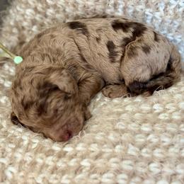 Mint - Merle female Goldendoodle puppy in Hesperia, Michigan from Red Acres Poodles & Doodles