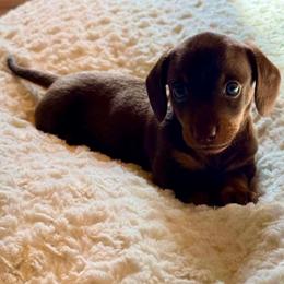 Charlie - Chocolate and tan male Dachshund puppy in Nampa, Idaho from 208 Wiener Wiggle Butts LLC