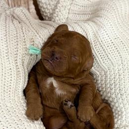 Campbell - Red  female Goldendoodle puppy in Zeeland, Michigan from Dandelion Lane Doodles