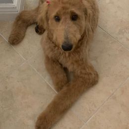 Goldendoodle Puppies from SunriseDoodles