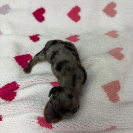 Gary - Dapple male Dachshund puppy in Lake City, Florida from My Ditzy Doxies of Florida