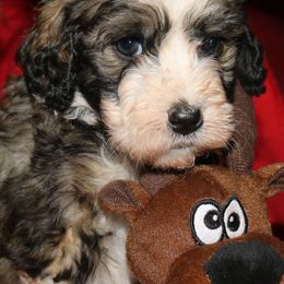 Bernedoodles and Goldendoodles from River Doodles