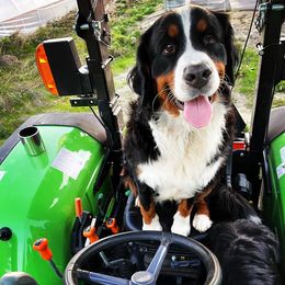 Bernese Mountain Dog All Grown Up from Black Forest Bernese