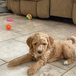 Ginger - Apricot female Goldendoodle puppy in Sugarcreek, Ohio from True Hearted Doodles