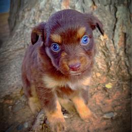 Jasmine - Red tri female Miniature Australian Shepherd puppy in Idalou, Texas from Lonesome Pine Mini Aussies