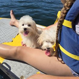 Boy 1 - Cream male Maltipoo puppy in Washington from Mt.BakerPoodles&Doodles