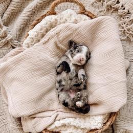 Pink - Merle female Bernedoodle puppy in Cold Spring, Minnesota from A.N.A. Doodles
