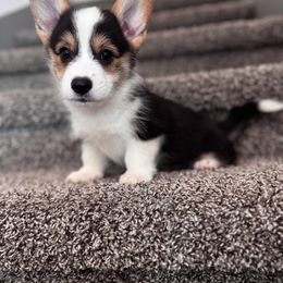 Nalu - White and black male Pembroke Welsh Corgi puppy in Asheville, Florida from Double C Corgi's
