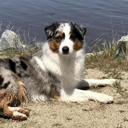 Australian Shepherds from Navarro Australian Shepherds