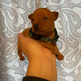 Rolo - Red male Miniature Pinscher puppy in Lancaster, Missouri from White Stone Ranch