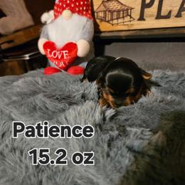 Patience - Black and tan female Yorkshire Terrier puppy in Terrell, Texas from PBJ Farms