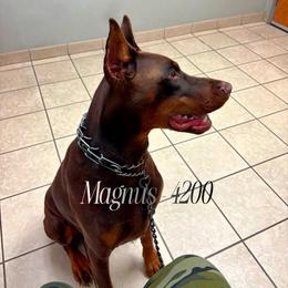 Magnus - Red and rust male Doberman Pinscher puppy in Aurora, Indiana from Double-Take Doberman Kennels