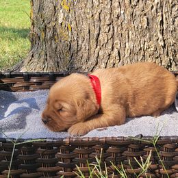 Ruby - Golden Retriever puppy from Copperhead Creek Goldens
