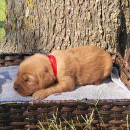 Ruby - Golden Retriever puppy from Copperhead Creek Goldens