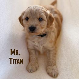 Mr. Titan - Apricot male Goldendoodle puppy in Sacramento, California from Dandy Doodles Goldendoodles
