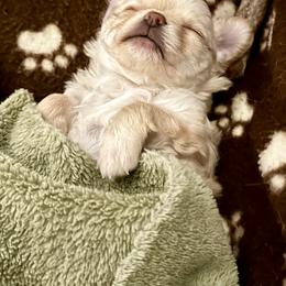 Chihuahua Puppies from Wild Mountain Chihuahuas
