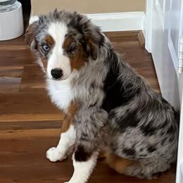 Dahlia - Blue merle female Toy Australian Shepherd puppy in Fairview, Tennessee from Hoffman Forest Acres LLC